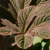 Rodgersia pinnata superba - Abriachan Nurseries, The Garden On Loch Ness
